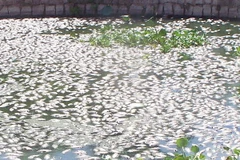 (Ảnh minh họa: Đức Ánh/TTXVN)