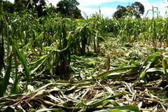 Voi rừng phá hoại ruộng ngô của người dân. (Ảnh minh họa: Phạm Cường/TTXVN)