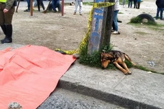 Chú chó nằm chờ bên xác chủ. (Nguồn: dailymail.co.uk)