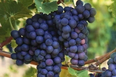 Ảnh minh họa. (Nguồn: berkeleywellness.com)