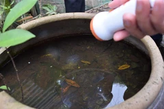 Kiểm tra và diệt lăng quăng. (Ảnh: Chương Đài/TTXVN)