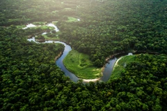 Rừng Amazon. (Nguồn: interestingengineering.com)