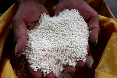 Gạo nếp cái hoa vàng Yên Phụ, Bắc Ninh. (Ảnh: Đinh Văn Nhiều/TTXVN)