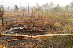 (Ảnh minh họa: Hồng Điệp/TTXVN)