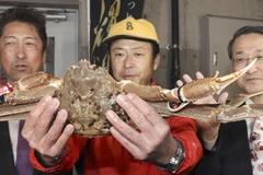 Con cua tuyết lập kỷ lục đấu giá. (Nguồn: Kyodo)