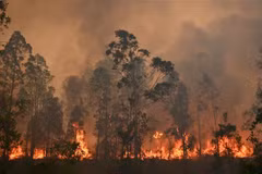 Hiện trường vụ cháy rừng tại Bobin, Australia, ngày 9/11/2019. (Ảnh: AFP/ TTXVN)