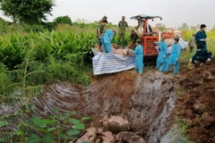 Lực lượng chức năng huyện An Phú (An Giang) tiến hành tiêu hủy số lợn vừa bắt giữ. (Ảnh: Công Mạo/TTXVN)