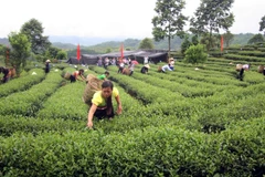 Người dân huyện Tam Đường (Lai Châu) thu nhập ổn định nhờ việc chọn phát triển cây chè chất lượng cao Kim Tuyên. (Ảnh: Việt Hoàng/TTXVN)