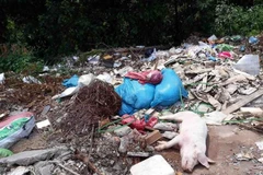 Xác lợn nghi bị bệnh tả lợn châu Phi. (Ảnh minh họa: TTXVN phát)