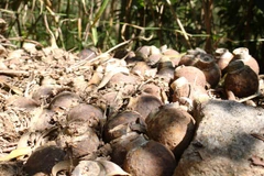 Quảng Ngãi: Đục bom lấy thuốc nổ, một người đàn ông tử vong