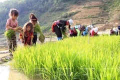 Ảnh chỉ có tính chất minh họa. (Nguồn: TTXVN)