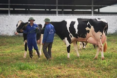 Những con bò sữa đã được chọn để đi thi Hoa hậu bò sữa năm 2016 đang luyện tập đi lại cho quen với không khí đông người. (Ảnh: Hồng Kiều/Vietnam+)