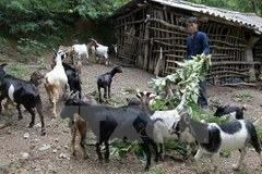 Một nông dân người dân tộc Tày, ở Trùng Khánh, Cao Bằng vay vốn ưu đãi đã đầu tư nuôi dê cho thu nhập tốt. (Ảnh minh họa: Trần Việt/TTXVN)