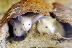 Theo lời cựu giám đốc cảnh sát Pilar, chuột đã ăn hết hơn nửa tấn cần sa. (Nguồn: BBC)