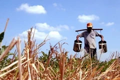 Ảnh chỉ có tính minh họa. (Ảnh: Duy Khương/TTXVN)