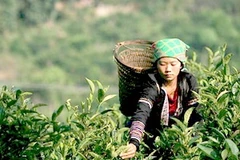 Thu hoạch chè Suối Giàng. (Nguồn: yenbai.gov.vn)
