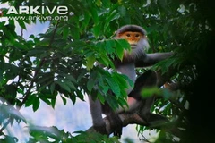 Ảnh minh họa. (Nguồn: arkive.org).