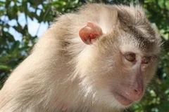 Khỉ đuôi lợn. (Nguồn: thiennhien.org).