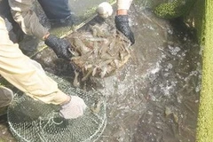 (Ảnh minh họa: Anh Tuấn/TTXVN)