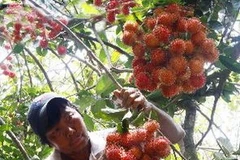 Thu hoạch chôm chôm. Ảnh minh họa. (Ảnh: Đình Huệ/TTXVN)