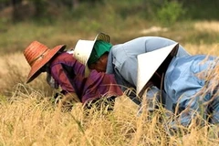 Nông dân Myanmar thu hoạch lúa gạo. (Nguồn: Internet)