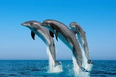 Ảnh minh họa. (Nguồn: myfunnypets.net)