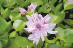 Bông lục bình (bèo tây). (Nguồn: Shutterstock)