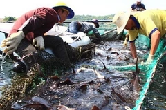 Ảnh minh họa. (Ảnh: Huy Hùng/TTXVN)