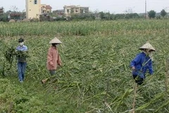 Nông dân thu hoạch ngô bị gãy đổ do bão. Ảnh minh họa. (Ảnh: Ngọc Hà/TTXVN)