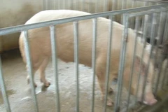 Ảnh minh họa. (Ảnh: Lê Việt Dũng/Vietnam +)