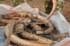 Ảnh minh họa. (Ảnh: AFP/TTXVN)