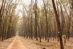 Vườn cao su thanh lý đang là mục tiêu bảo kê của nhiều đối tượng côn đồ. (Ảnh: Hoàng Tiến/Vietnam+) 
