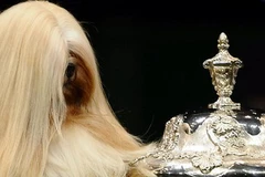 "Cô chó" Elizabeth giành giải Trình diễn xuất sắc tại Crufts - hội chợ chó thường niên lớn nhất thế giới. (Nguồn: Internet)