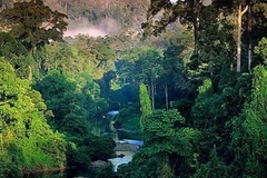 Rừng Amazon. (Nguồn: Amaz).