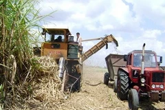 Thu hoạch mía đường ở Cuaba. (Nguồn: radioguantanamo.icrt.cu)