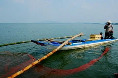 Báo động tình trạng tận diệt thủy sản ở Bình Thuận 