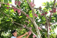 Cây cacao trồng xen trong vườn dừa của một hộ nông dân ở Bến Tre Ảnh minh họa. (Ảnh: Đình Huệ/TTXVN)