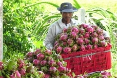 Ảnh minh họa. (Ảnh: Nguyễn Thanh/TTXVN)