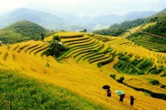  Ruộng bậc thang Mù Cang Chải. (Ảnh: Thanh Hà/TTXVN)
