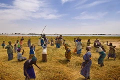 Ảnh minh họa (Nguồn: Internet)