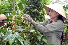 Thu hoạch cà phê. (Ảnh: Hồ Cầu/TTXVN)