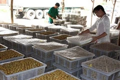Đóng hộp nhãn tiêu Huế xuất khẩu sang thị trường Trung Quốc. Ảnh minh họa. (Ảnh: Đình Huệ/TTXVN)