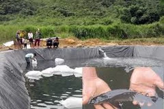 Cán bộ nông nghiệp huyện Tây Giang xử lý ao nuôi cá tầm. (Nguồn: Báo Quảng Nam)