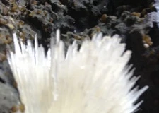 Hoa ưu đàm. (Ảnh: Dương Chí Tưởng)