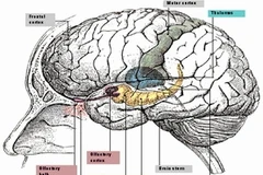 Ảnh minh họa. (Nguồn: Khoa học và Công nghệ).