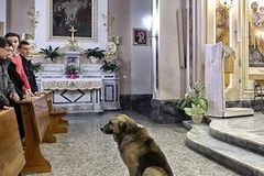 Chú chó Tommy thường xuyên đến nhà thờ sau khi chủ qua đời. (Nguồn: pawnation.com)