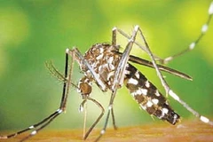 Muỗi hổ châu Á là sinh vật ngoại lai gây hại ở châu Âu. (Nguồn: suckhoedoisong.vn)