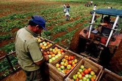 Ảnh minh họa. (Nguồn: links.org.au)