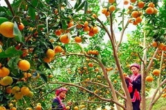 Thu hoạch cam ở Hàm Yên. (Nguồn: tuyenquang.gov.vn)