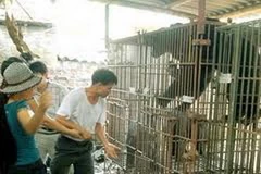 Gấu nuôi nhốt ở Quảng Ninh.(Ảnh: Nguyễn Đán/TTXVN)